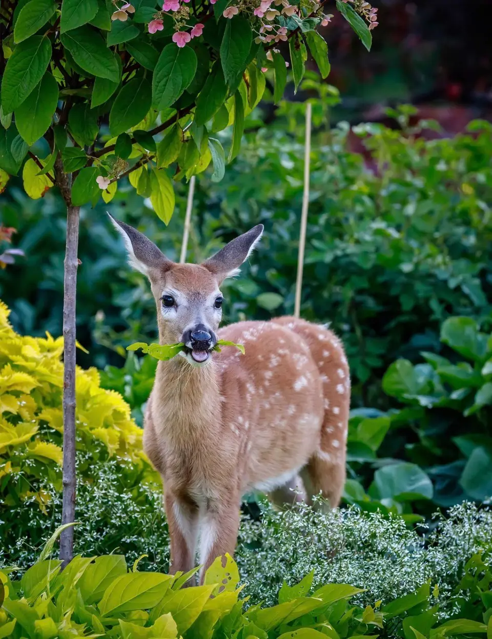 Young deer in a home garden among flowers and shrubs